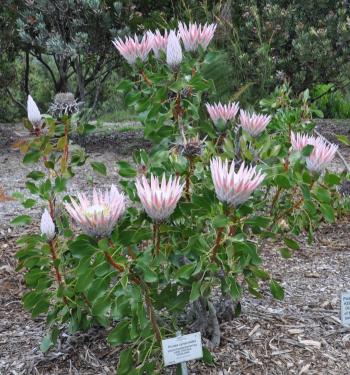 Protea cynaroides shop